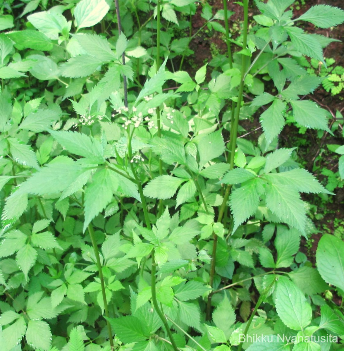 Pimpinella heyneana (DC.) Benth. & Hook.f.